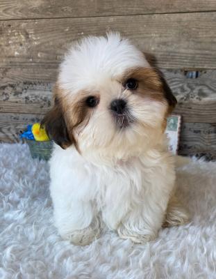 Shih Tzu puppies for sale.